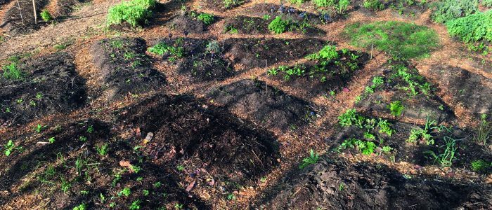 Green Healing: Hospitals Introducing Allotment-Style Gardens