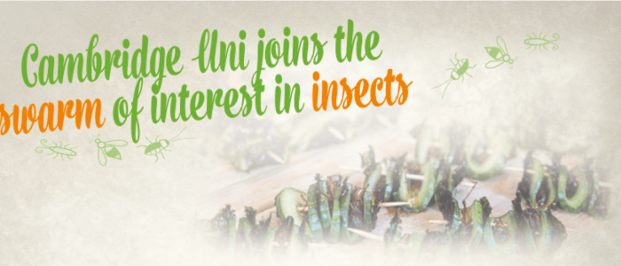 Cambridge Uni joins the swarm of interest in insects